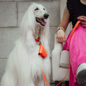 femme tenant un chien avec le distributeur de sacs à crottes en cuir orange Poopidoo MARTIN SELLIER