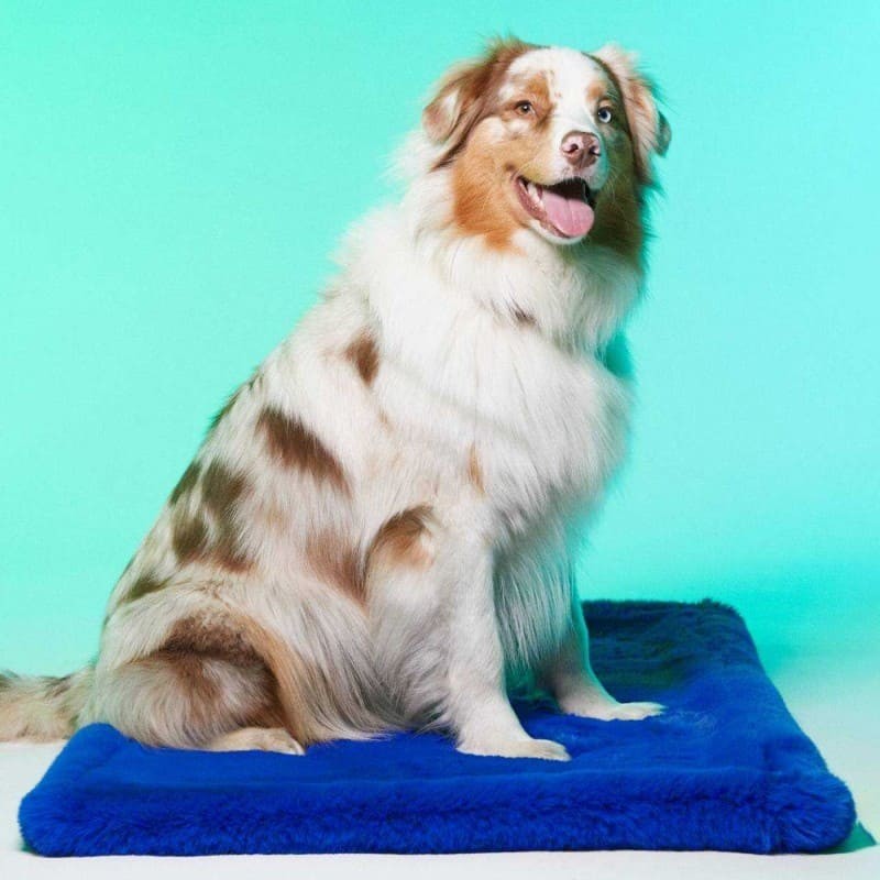 Chien assis sur le tapis pour chien Londres LE TAPIS ROUGE PARIS