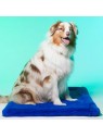 Chien assis sur le tapis pour chien Londres LE TAPIS ROUGE PARIS