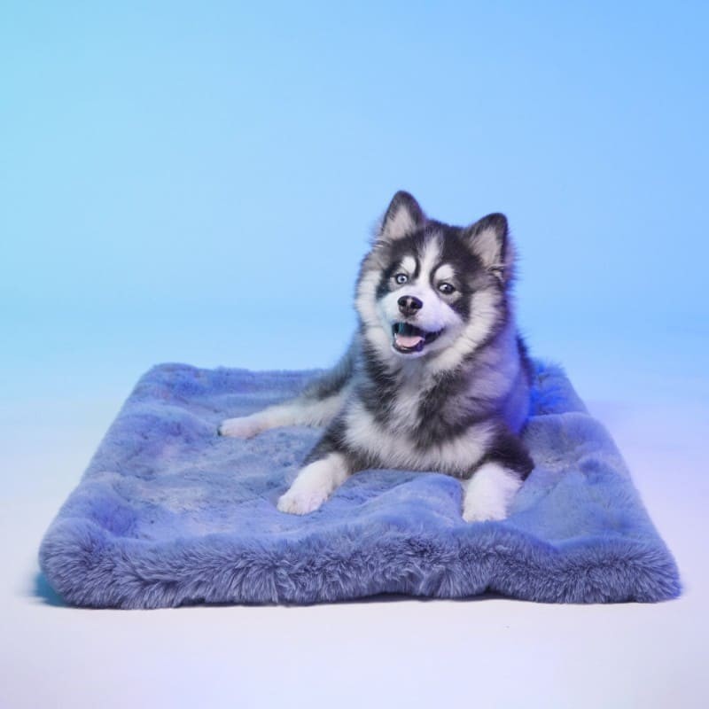 Chien allongé sur Le tapis pour chien Dubaï LE TAPIS ROUGE PARIS