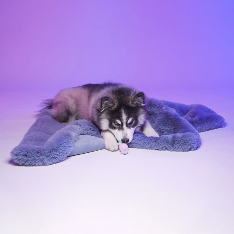Chien couché sur Le tapis pour chien Dubaï LE TAPIS ROUGE PARIS