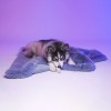 Chien couché sur Le tapis pour chien Dubaï LE TAPIS ROUGE PARIS