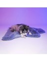 Chien couché sur Le tapis pour chien Dubaï LE TAPIS ROUGE PARIS