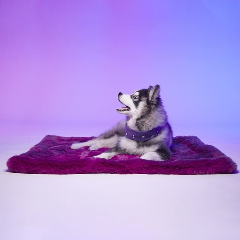 Chien couché sur le tapis pour chien Tokyo LE TAPIS ROUGE PARIS