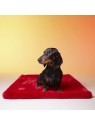 Chien assis sur le tapis pour chien Paris LE TAPIS ROUGE PARIS