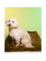 Chien assis sur le tapis pour chien Ubud LE TAPIS ROUGE PARIS