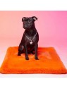 Chien assis sur le tapis pour chien Milk and Sugar LE TAPIS ROUGE PARIS côté uni
