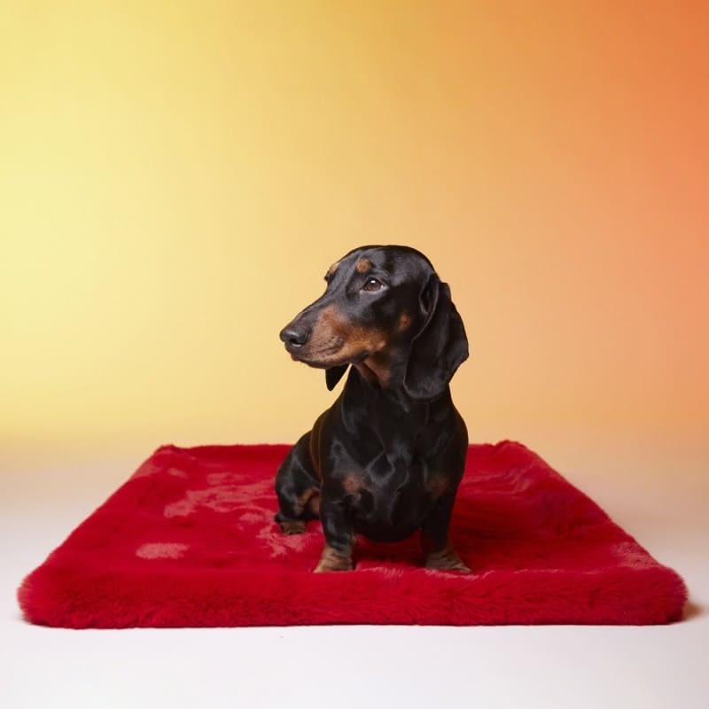Chien sur le tapis pour chien Time to Rock LE TAPIS ROUGE PARIS