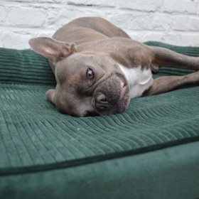 Chien allongé sur le sofa pour chien vert collection Royale MARTIN SELLIER