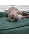 Chien allongé sur le sofa pour chien vert collection Royale MARTIN SELLIER