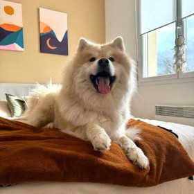 Chien sur le Plaid pour chien marron collection Avenue Montaigne MARTIN SELLIER côté en fourrure synthétique