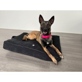 Chien sur le master pour chien noir collection Élégante MARTIN SELLIER