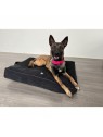 Chien sur le master pour chien noir collection Élégante MARTIN SELLIER