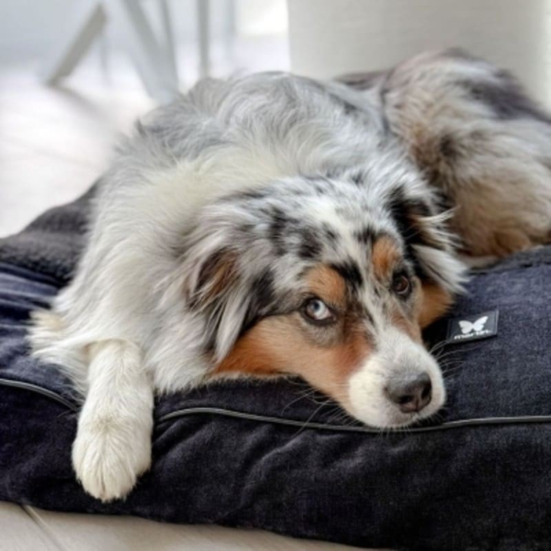 chien allongé sur le  master pour chien noir collection Élégante MARTIN SELLIER