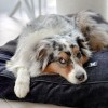 chien allongé sur le master pour chien noir collection Élégante MARTIN SELLIER