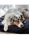 chien allongé sur le  master pour chien noir collection Élégante MARTIN SELLIER