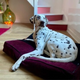 Chien allongé sur le master pour chien violet collection Élégante MARTIN SELLIER