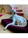 Chien allongé sur le master pour chien violet collection Élégante MARTIN SELLIER