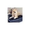 chien sur le coussin pour chien bleu bord épais collection Doudouzen MARTIN SELLIER