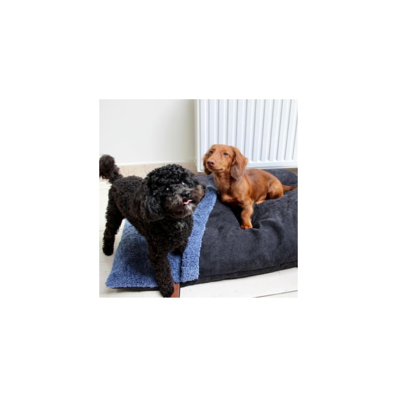 chiens avec le coussin pour chien bleu couverture collection Doudouzen MARTIN SELLIER