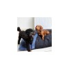 chiens avec le coussin pour chien bleu couverture collection Doudouzen MARTIN SELLIER