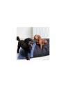chiens avec le coussin pour chien bleu couverture collection Doudouzen MARTIN SELLIER