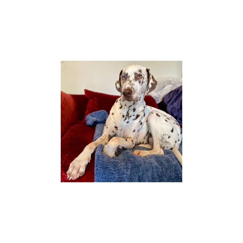chien sur le  plaid pour chien bleu en polaire collection Doudouzen MARTIN SELLIER