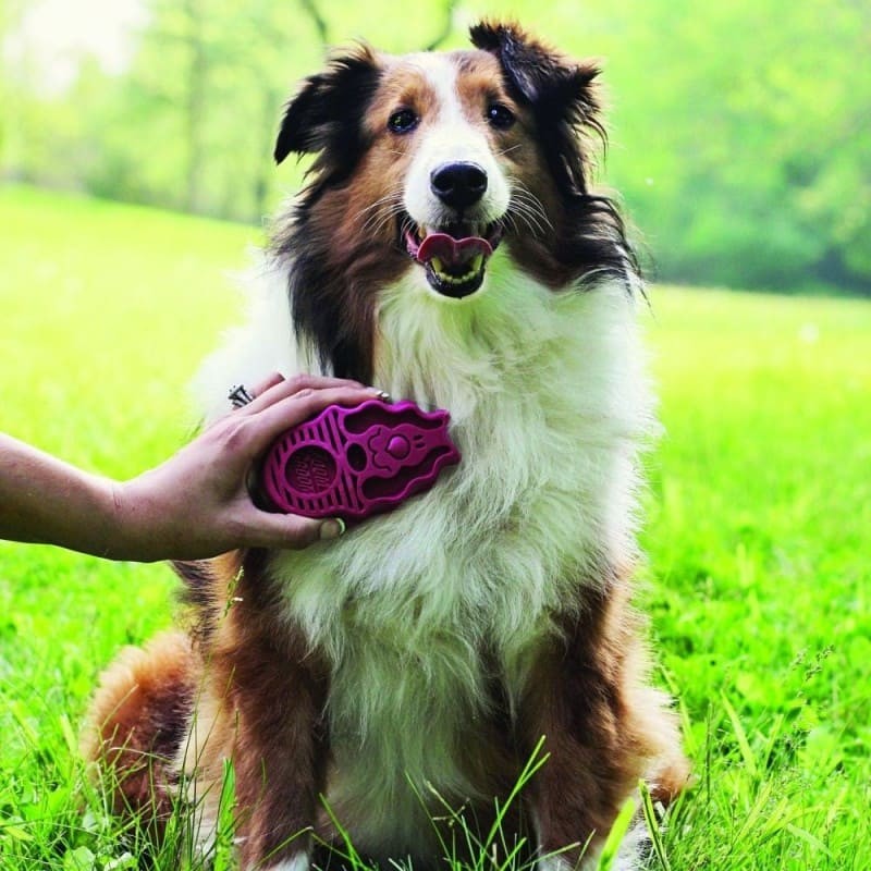 brosser son chien avec la brosse zoom groom pour chien KONG
