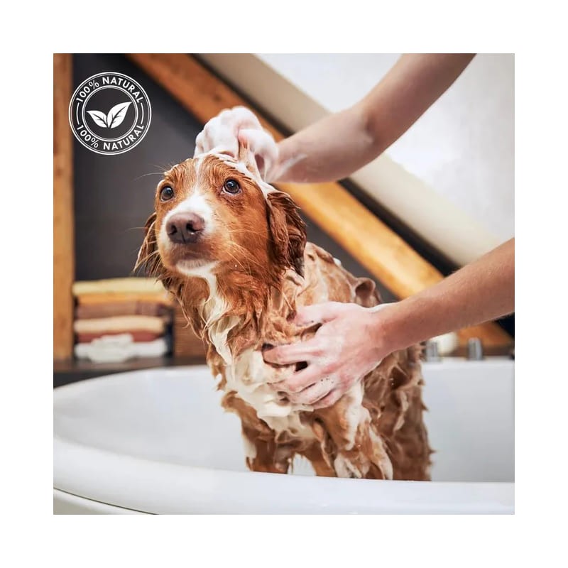 Laver son animal avec le shampooing pour chien poils longs pomme verte iv san bernard