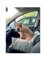 chien installé dans le fauteuil voiture pour chien gris naya Doogy