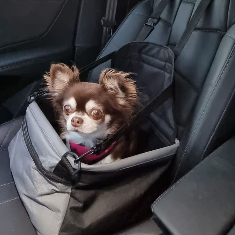 chien installé dans le siège auto pour chien doogy