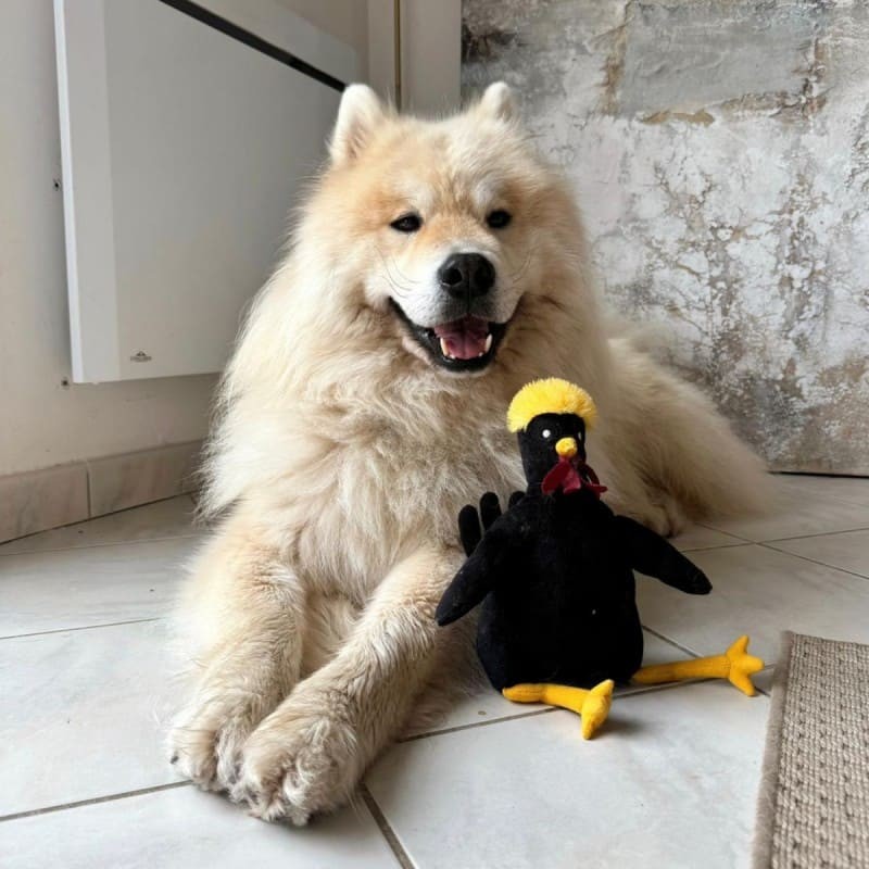 chien avec peluche pour chien coq noir martin sellier