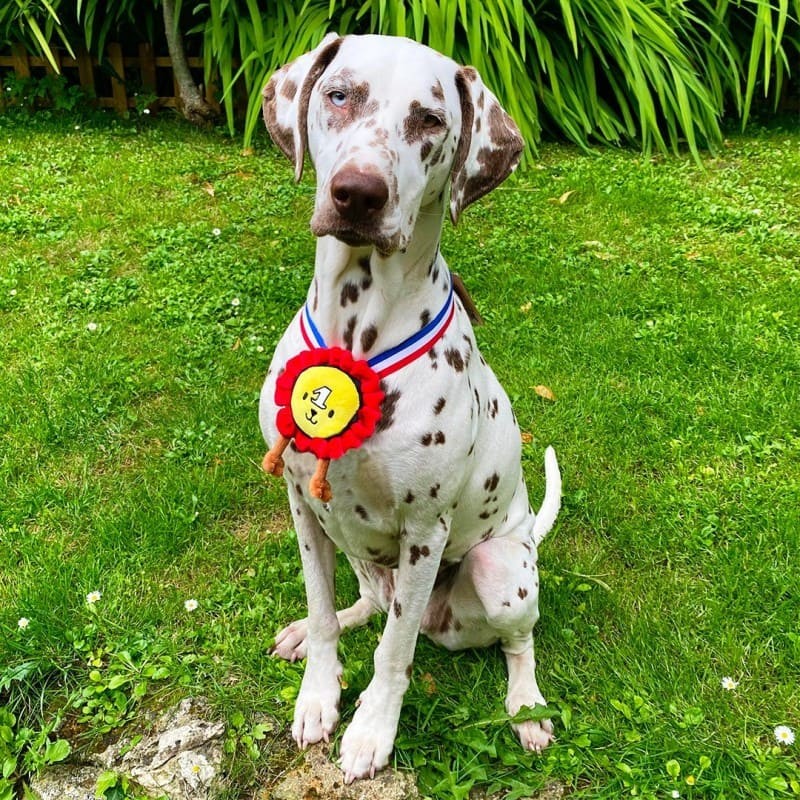 grand chien avec la peluche pour chien médaille collection les frenchies martin sellier