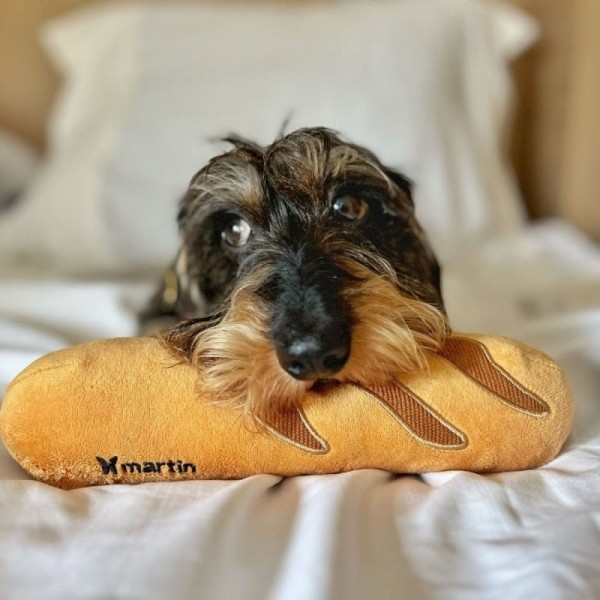 chien avec la peluche pour chien baguette collection les frenchies martin sellier