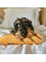 chien avec la peluche pour chien baguette collection les frenchies martin sellier