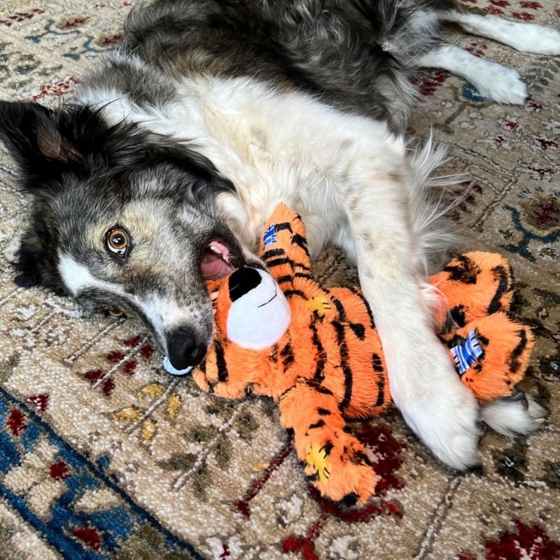 chien avec peluche pour chien wild knots tigre kong