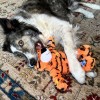 chien avec peluche pour chien wild knots tigre kong