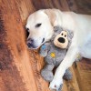 chien avec la peluche pour chien wild ours knots kong