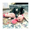 chien avec peluche pour chien Shakers Crumples Bunny XL KONG