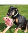 chien avec la peluche pour chien phatz cochon kong