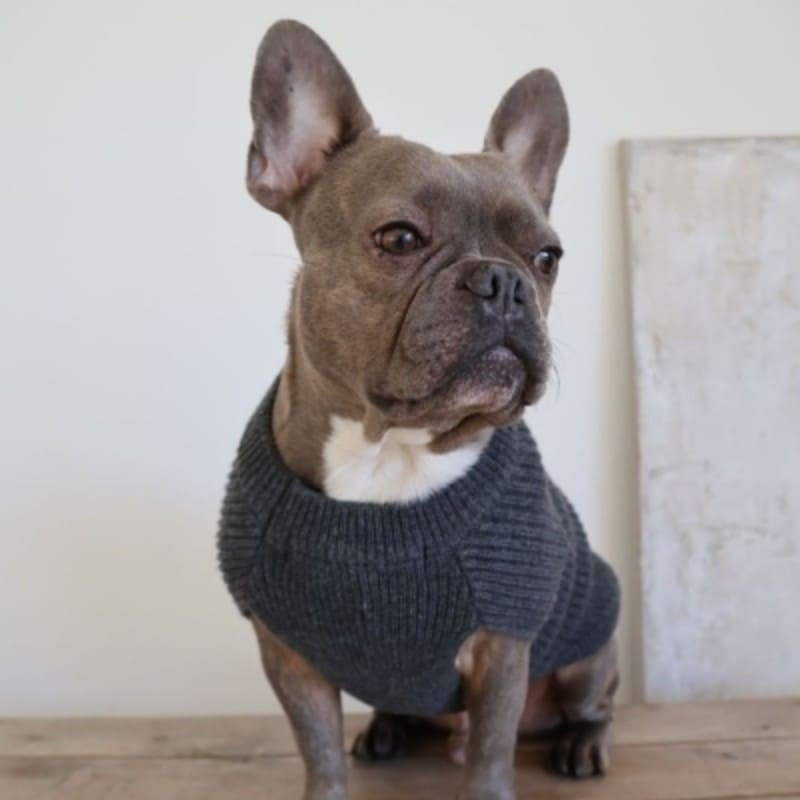 chien portant le Pull pour chien gris coeur martin sellier de dos