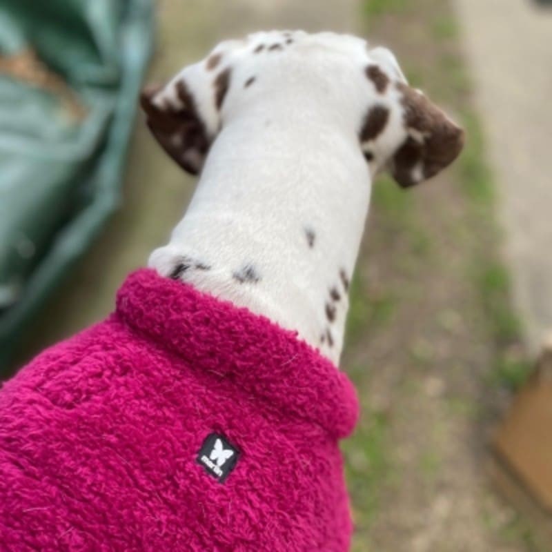 chien de dos portant la polaire pour chien framboise Douillette MARTIN SELLIER