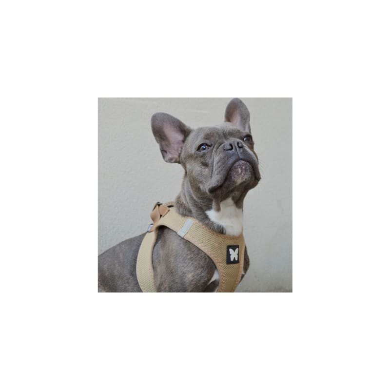 chien avec le harnais pour chien beige mesh MARTIN SELLIER