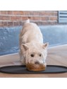 Chien qui mange dans une gamelle posée sur le set de table pour chien gris en silicone Designed by Lotte