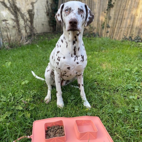 Chien assis dans l'herbe avec la gamelle pour chien double pliable en silicone rose MARTIN SELLIER