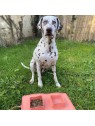 Chien dans l'herbe avec la gamelle pour chien double pliable en silicone rose MARTIN SELLIER