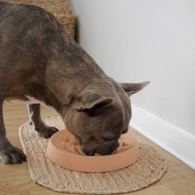 Chien qui mange dans la gamelle pour chien anti glouton en silicone orange MARTIN SELLIER