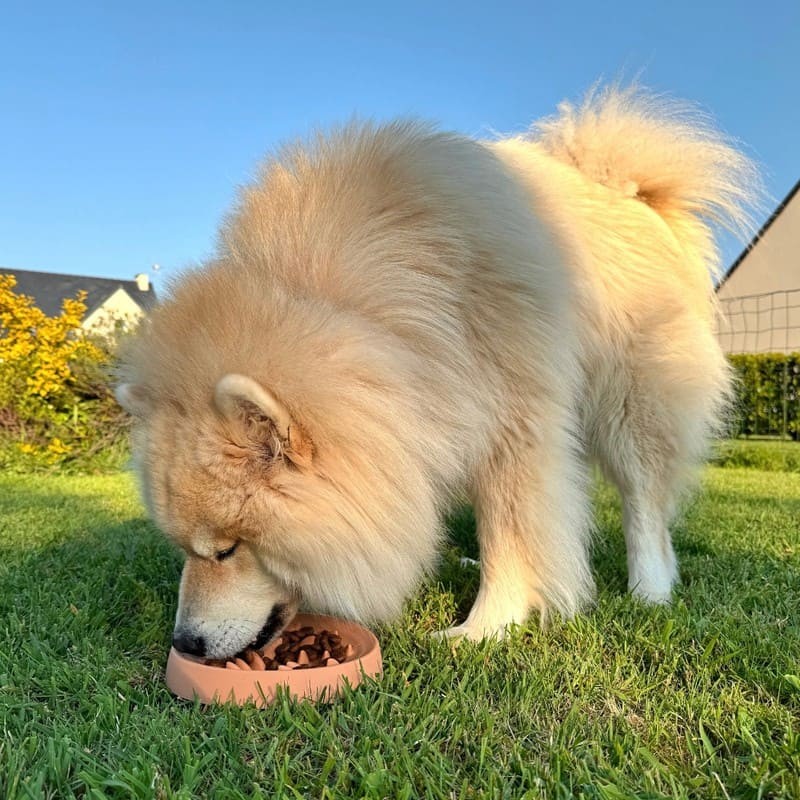 Chien qui mange dehors dans la gamelle pour chien anti glouton en silicone orange MARTIN SELLIER