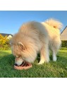 Chien qui mange dehors dans la gamelle pour chien anti glouton en silicone orange MARTIN SELLIER