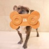 Tapis de léchage pour chien orange en silicone os MARTIN SELLIER fixé à la paroie de la douche pour occuper son chien